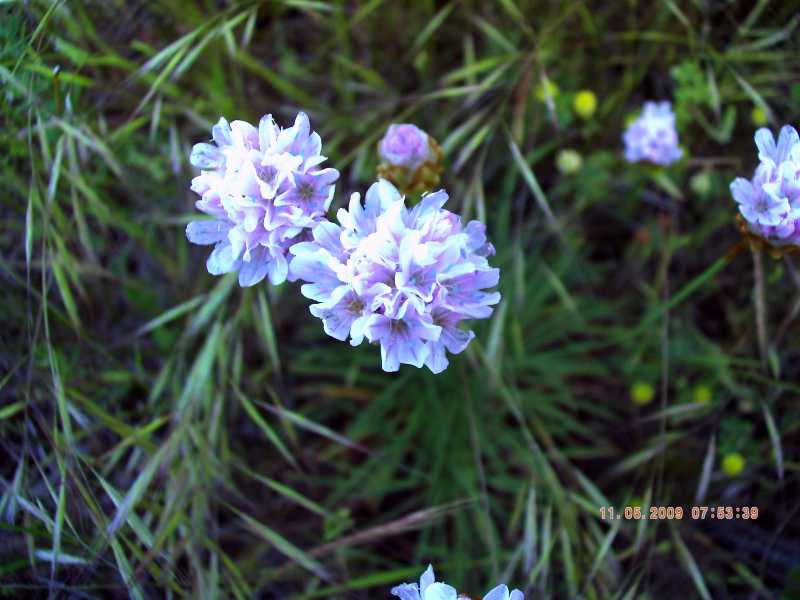 Armeria pungens